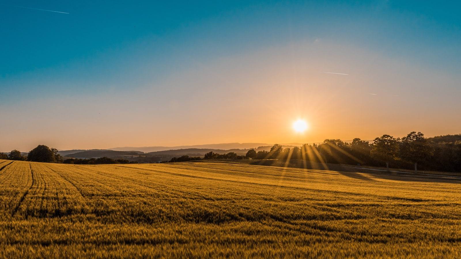 Golden evening light settling over the fields at the edge of Carrow Springs